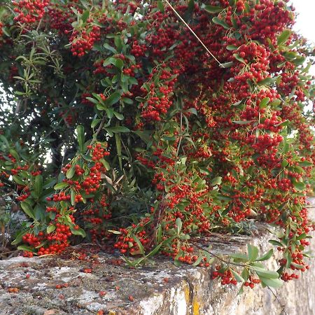 Solomia Panzano in Chianti Exterior foto